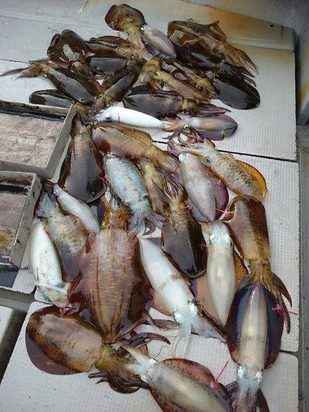 ブルースフィッシングサービス 釣果