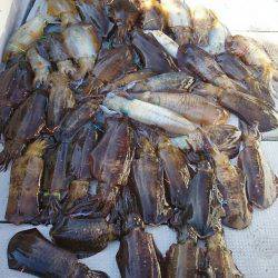 ブルースフィッシングサービス 釣果