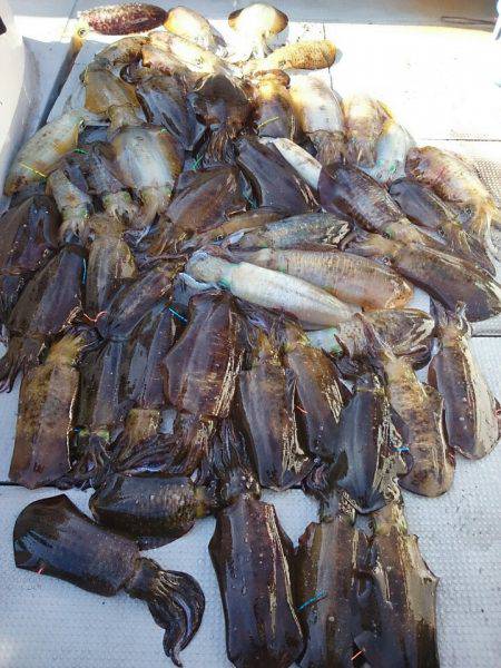 ブルースフィッシングサービス 釣果