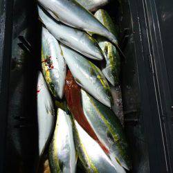 ARCADIAⅡ （アルカディアⅡ） 釣果