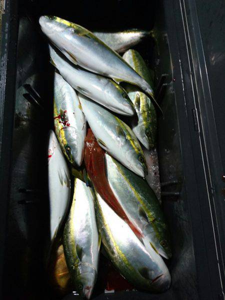 ARCADIAⅡ （アルカディアⅡ） 釣果