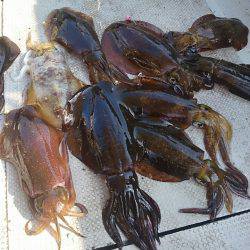 ブルースフィッシングサービス 釣果