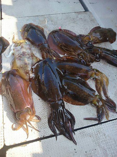 ブルースフィッシングサービス 釣果