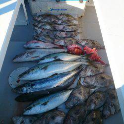 エンペラー 釣果