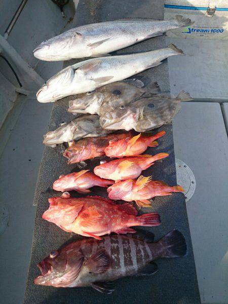 エンペラー 釣果