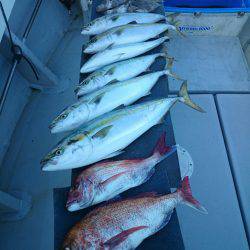 エンペラー 釣果