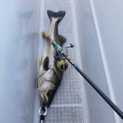 海龍丸(島根) 釣果