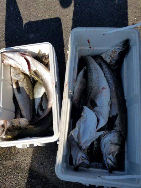 海龍丸(島根) 釣果