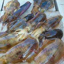 ブルースフィッシングサービス 釣果