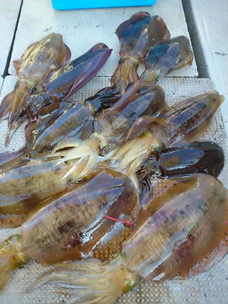 ブルースフィッシングサービス 釣果