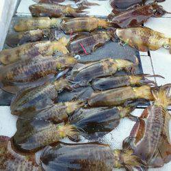 ブルースフィッシングサービス 釣果