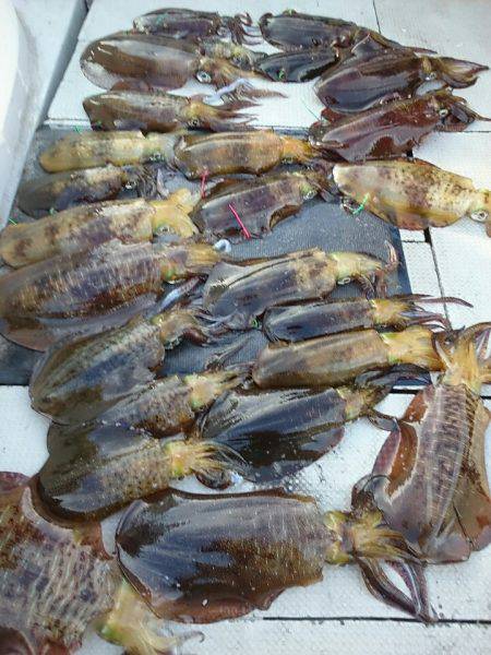 ブルースフィッシングサービス 釣果