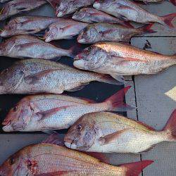 ブルースフィッシングサービス 釣果