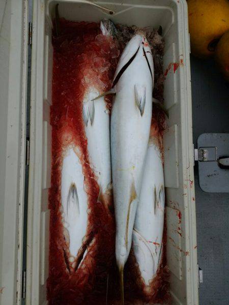 ありもと丸 釣果