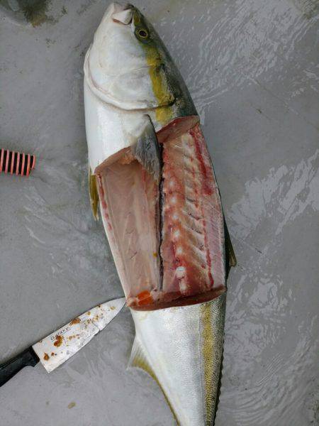 ありもと丸 釣果