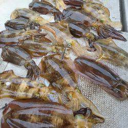 ブルースフィッシングサービス 釣果