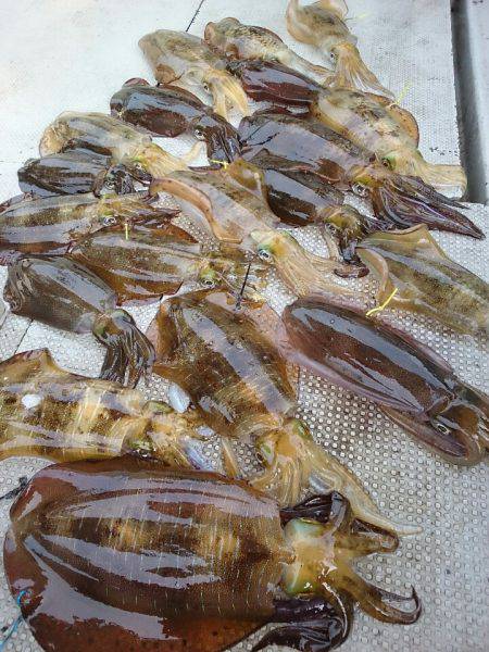 ブルースフィッシングサービス 釣果