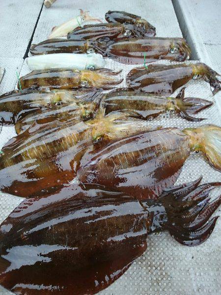 ブルースフィッシングサービス 釣果