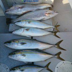 エンペラー 釣果