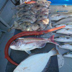 エンペラー 釣果