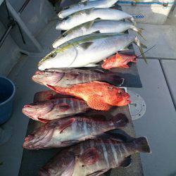 エンペラー 釣果