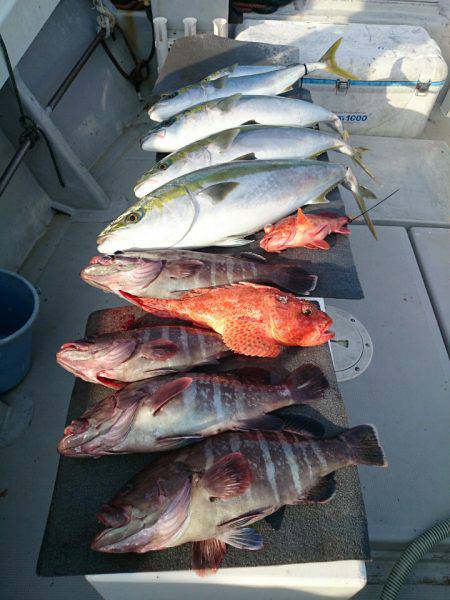 エンペラー 釣果