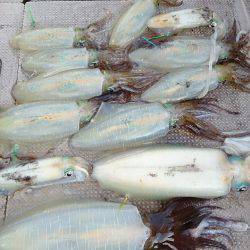 ブルースフィッシングサービス 釣果