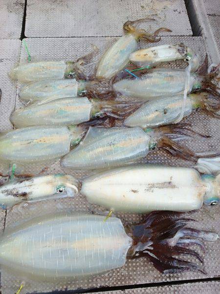 ブルースフィッシングサービス 釣果