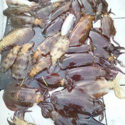 ブルースフィッシングサービス 釣果