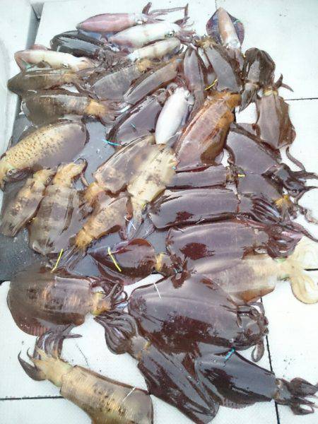 ブルースフィッシングサービス 釣果