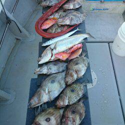 エンペラー 釣果