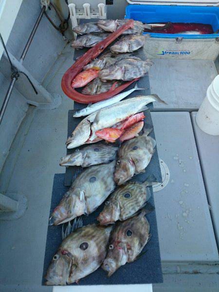 エンペラー 釣果