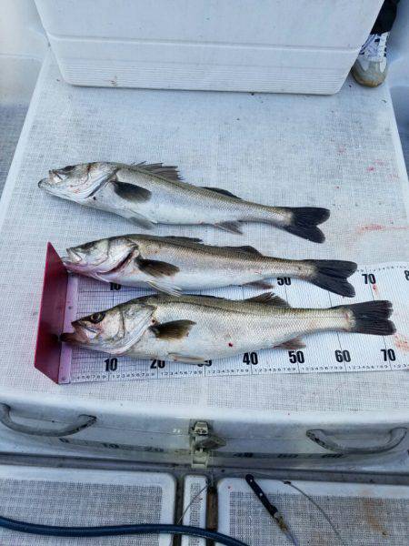 海龍丸(島根) 釣果