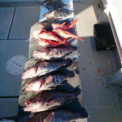 エンペラー 釣果