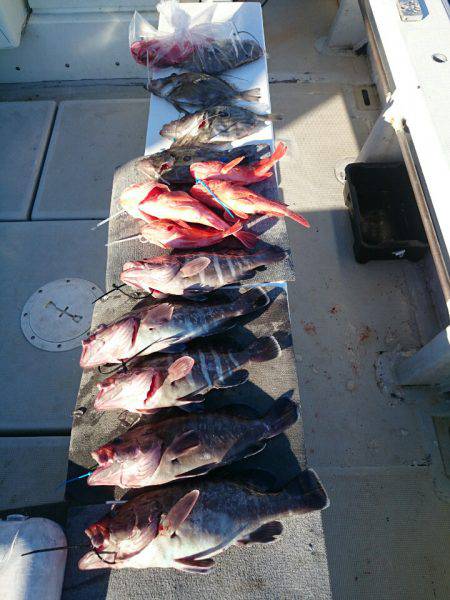 エンペラー 釣果