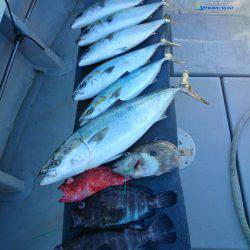 エンペラー 釣果