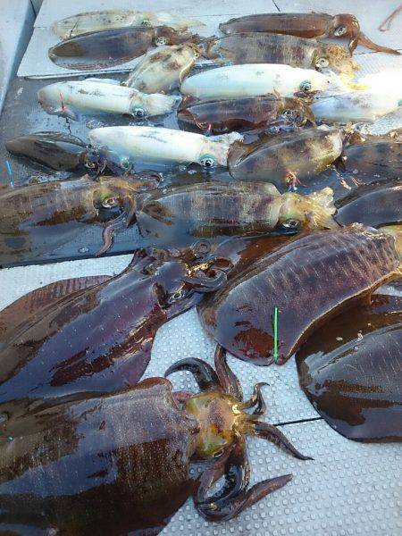 ブルースフィッシングサービス 釣果