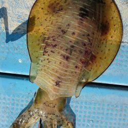 シースナイパー海龍 釣果