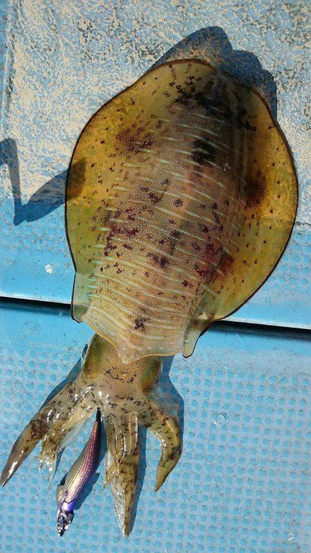 シースナイパー海龍 釣果