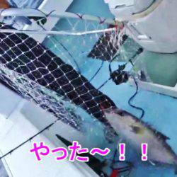 ＫＹＯＥＩⅢ 釣果