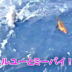 ＫＹＯＥＩⅢ 釣果