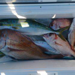 遊漁船 家入 釣果