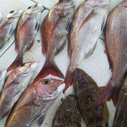 タイラバ遊漁船 ワンピース 釣果