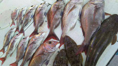 タイラバ遊漁船 ワンピース 釣果