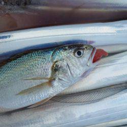 金沢八景鴨下丸 釣果