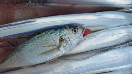 金沢八景鴨下丸 釣果