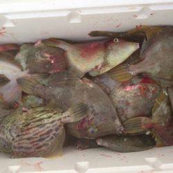 フィッシング　キッタカ 釣果