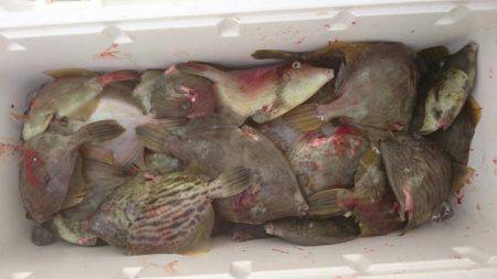 フィッシング　キッタカ 釣果