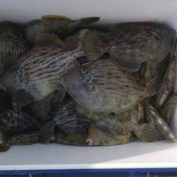 フィッシング　キッタカ 釣果