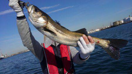 ＴＨＥＳＥＡＭＡＮ（ザシーマン） 釣果